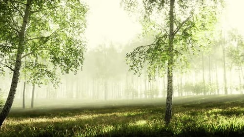 Os últimos raios do sol se filtram pela floresta de bétulas