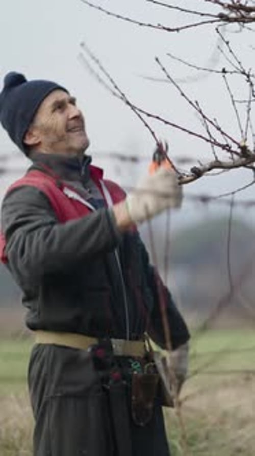 A Man Cuts Branches From a Tree