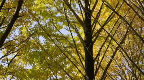 Beautiful yellow Gingko trees, locked off tripod shot