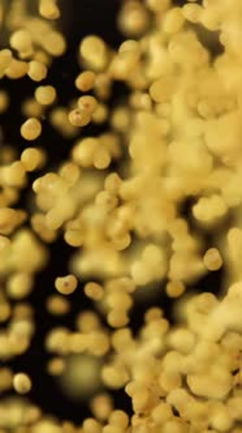 Millet Groats Fly Against a Dark Background Filmed on a Highspeed Camera at 1000 Fps