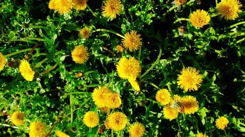 Yellow Dandelions Bloom in the Garden