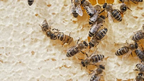Karnika Family Bees Working Hive Collecting Honey in Summer Sealing Honeycomb