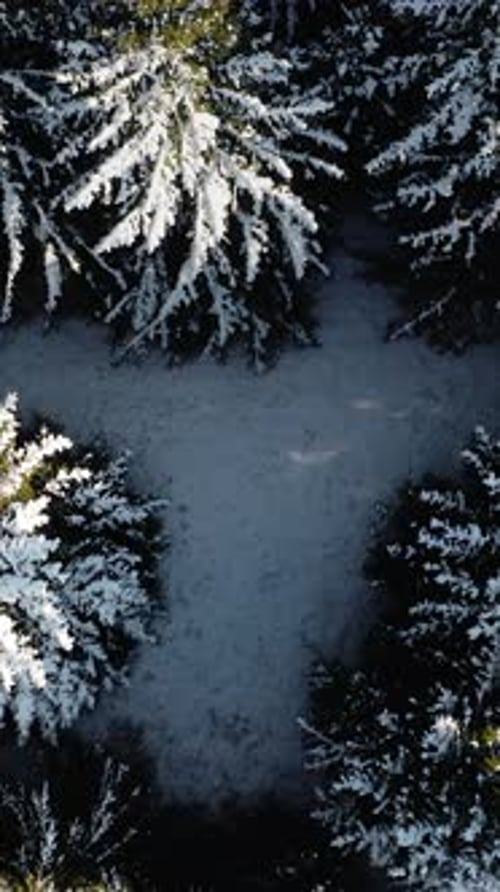 Vertical drone shot of a forest during winter season. Flying up of a dense pine tree forest covered