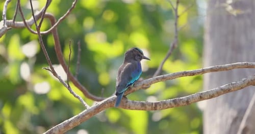Bird Perched on Tree Branch in Lush Nature Setting