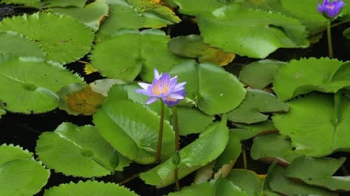 Close Up of Beautiful Purple Water Lily Surrounded by Green Pads