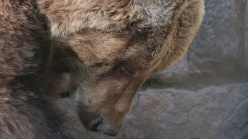 Close up brown bear resting in wildlife area