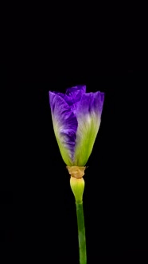 Timelapse of Growing Iris Flower Spring Flower Iris Blooming on Black Background