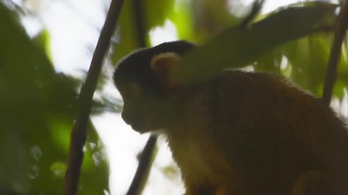 Observant Black-capped squirrel monkey looks around sitting on the branch, searching for a jungle me