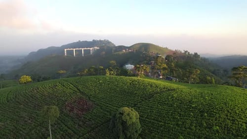 Green tea field