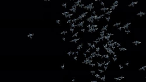 Flock of Flying Pigeons with Alpha Channel