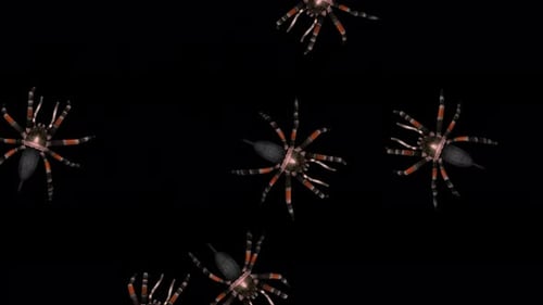 Schwarm von 7 Tarantelspinnen — Mexikanisches Rotes Knie — Random Passing Loop — Top MS — Alpha Channel