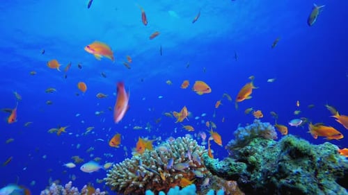 Tropical Colourful Fishes Blue Water
