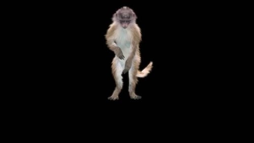 57 Monkey Dance HD