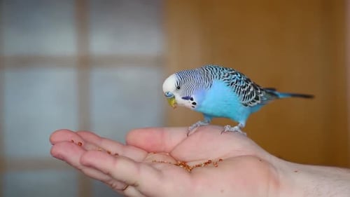 Blue Parakeet Eating Seeds From a Person's Hand