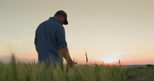 Back View Alone Farmer in a Field of Wheat Touches the Ears with His Hand