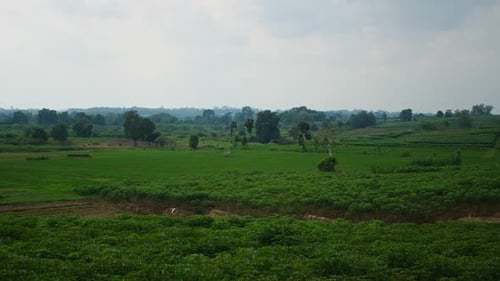 agricultural footage
