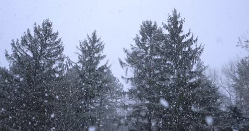 Fortes chutes de neige sur fond d'arbres