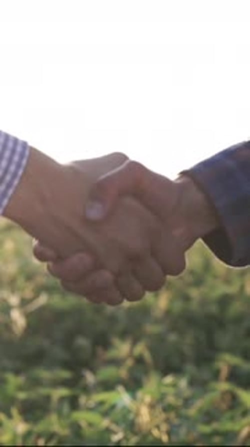 Handshake of Farmers in a Green Field Farmers in the Soybean Field Sign a Contract