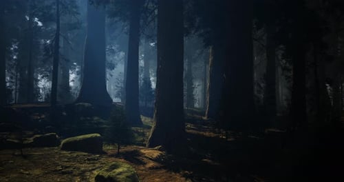 Mysterious Forest with Tall Trees and Soft Light Filtering Through Branches