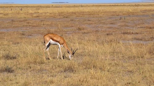 Springbockgazellen im Etosha-Nationalpark