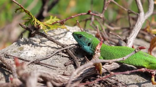 Profil Of A Green Lizard Monitoring Its Environment, Tongue Out
