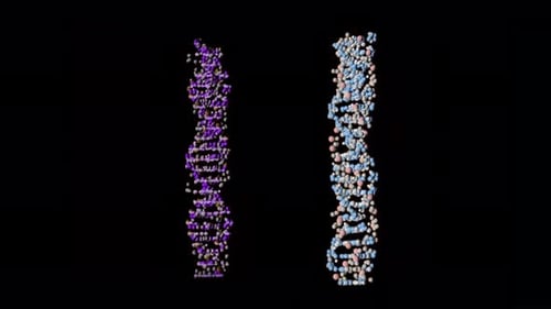 Two Colored Dna Spirals Spinning on a Black Background The Spirals Change Color to White Concept of