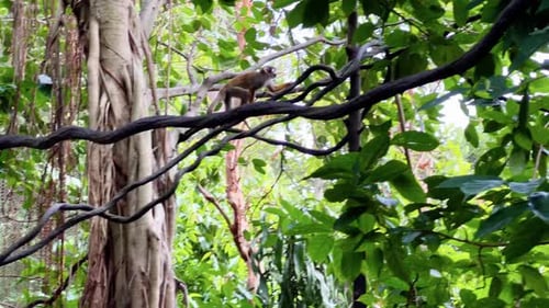 Little common squirrel monkey walking on vine across from one tree to another under foliage green ca