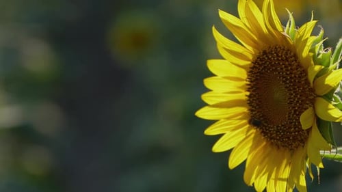 Agriculture Yellow Sunflower Plant In Farm Field In Sunlight 10