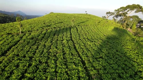 Tea field