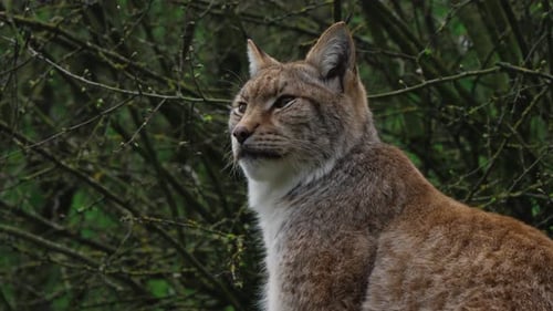 handheld shot of a lynx in nature on an overcast day, France