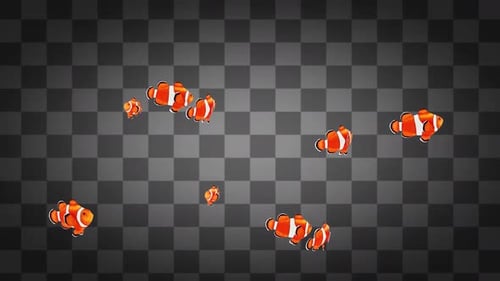 Transparenter Hintergrund mit schwimmendem Clownfisch