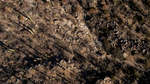 Descending drone shot towards desert plants