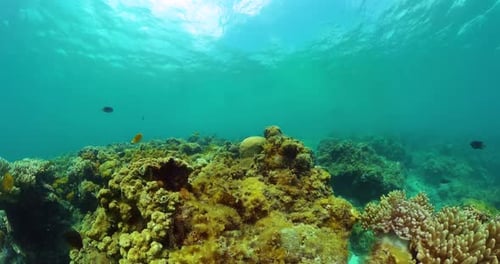 Vibrant Coral Reef Ecosystem Underwater with Fish