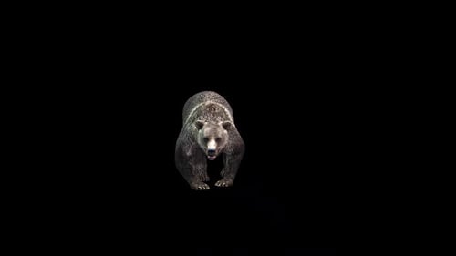 Realistic 3D Grizzly Bear Walking Forward Animation
