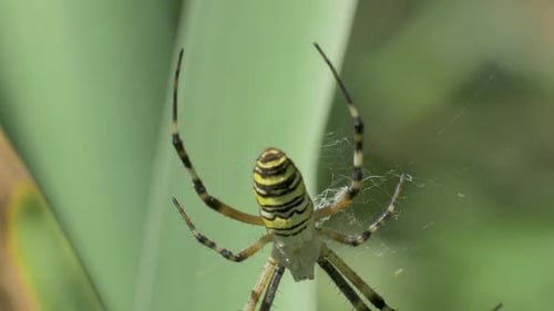 Yellow Spider with Dark Stripes on Abdomen Legs Extended in