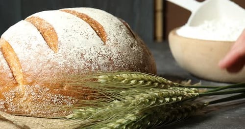 Woman putting green wheat spikes onto grey table, closeup