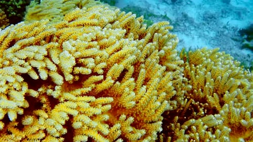 Vibrant yellow soft corals under an overhang of a tropical island, Raja Ampat, Indonesia