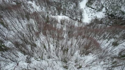 Snowy Evergreen Trees