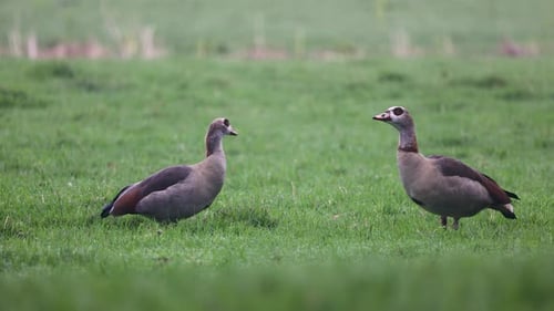 The video shows two Egyptian geese grazing on a green field, pecking at the grass. More birds