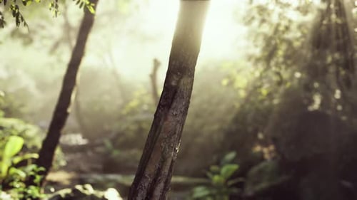 Sunlight Filtering Through Trees in Tropical Forest