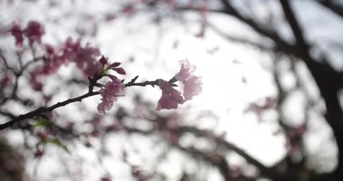 Extreme close up of cherry blossoms with sun flare