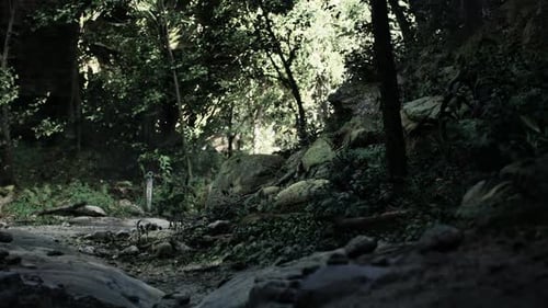 Rocky Forest Dirt Road Mountain Path