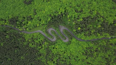 Free Snake Videos: 4K & HD | No Watermark | Download Now