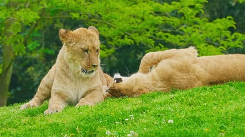 A Pair of Young Lions Playing on the Green Grass