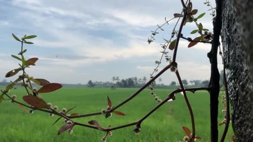 wilder Pflanzen-Hintergrund