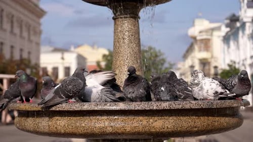 Pigeons bathing and drinking in a city fountain