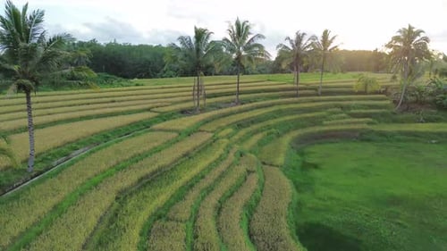 Beautiful morning view indonesia Panorama Landscape paddy fields with beauty color and sky natural