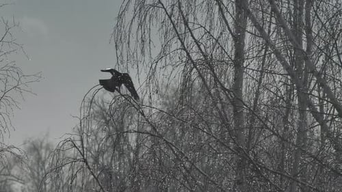 Gray crow sits on top of a birch branch. The crow flies away