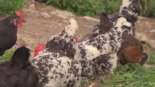 Chickens Pecking at Grass in Rural Setting