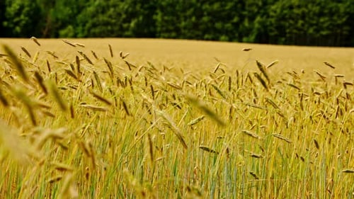 Golden Wheat Field in Summer Sunlight